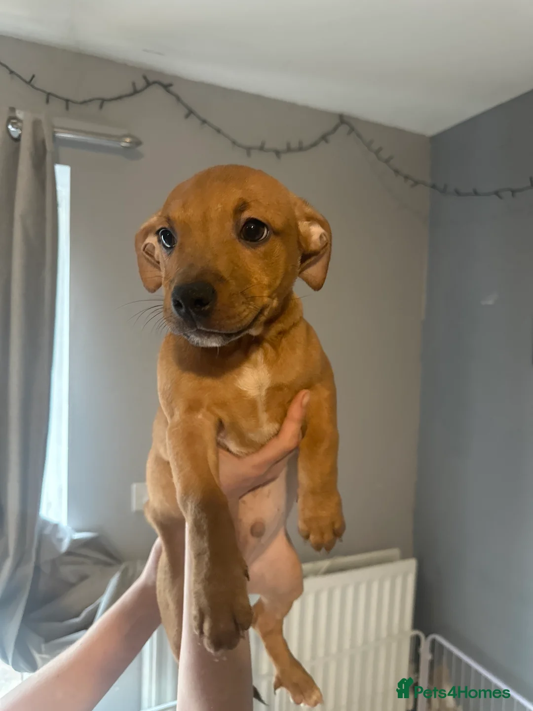 Mixed Breed dogs for sale: Mum stuffy x Dad chuwahwah x - Advert 8