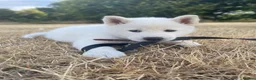 Japanese Akita Inu dogs for sale: Our beautiful Japanese Akita  - Advert 4