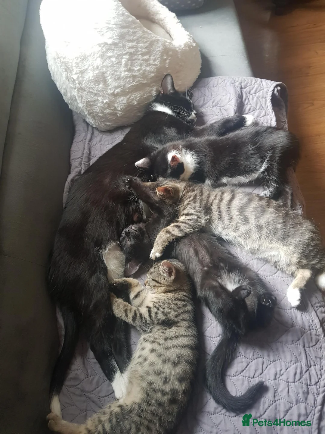 European cats for sale: Four Kittens Looking for Their Forever Homes  - Advert 10