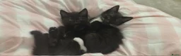 Ragdoll cats for sale: 12 week old ragdoll kittens  in Newquay - Advert 1