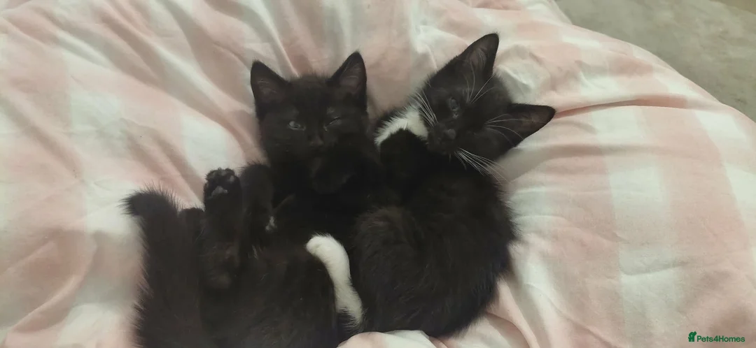 Ragdoll cats for sale: 12 week old ragdoll kittens  in Newquay - Advert 1