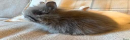 Lionhead rabbits for sale: Double mane lion lead bunny’s for sale  - Advert 22