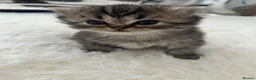 Persian cats for sale: Beautiful Persian boy - Advert 6