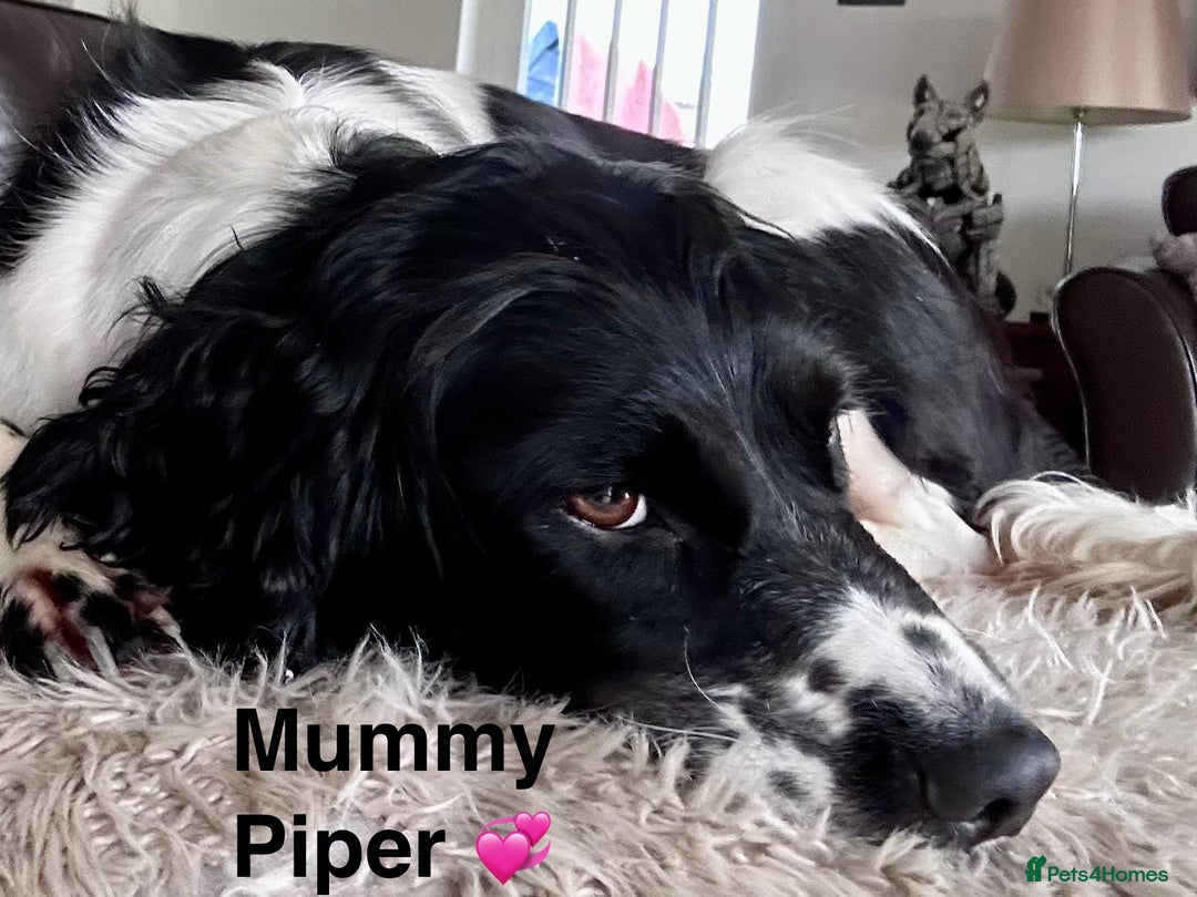 English Springer Spaniel dogs for sale: Springer Spaniels - Image 29