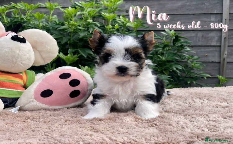Yorkshire Terrier dogs - Advert 1