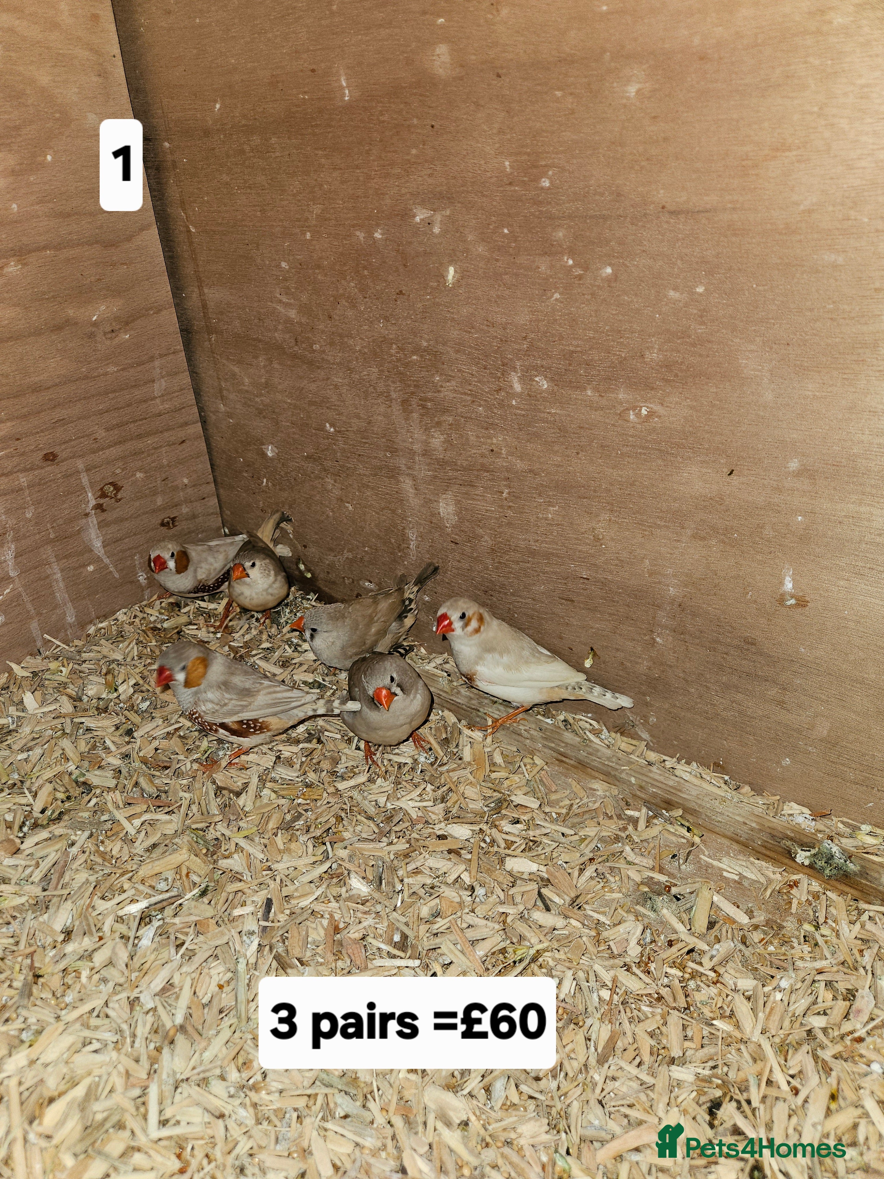 Finches birds Zebra finch   - Advert 10