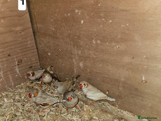 Finches birds Zebra finch - Advert 10