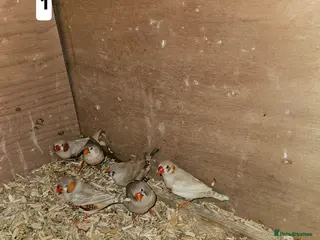 Finches birds Zebra finch - Advert 4