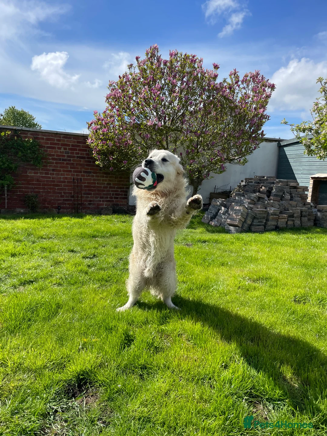 Golden Retriever dogs for stud: Cream Golden Retriever Stud in Beverley - Advert 23