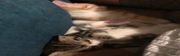 Mixed Breed cats for sale: Beautiful kittens looking for loving homes - Advert 12