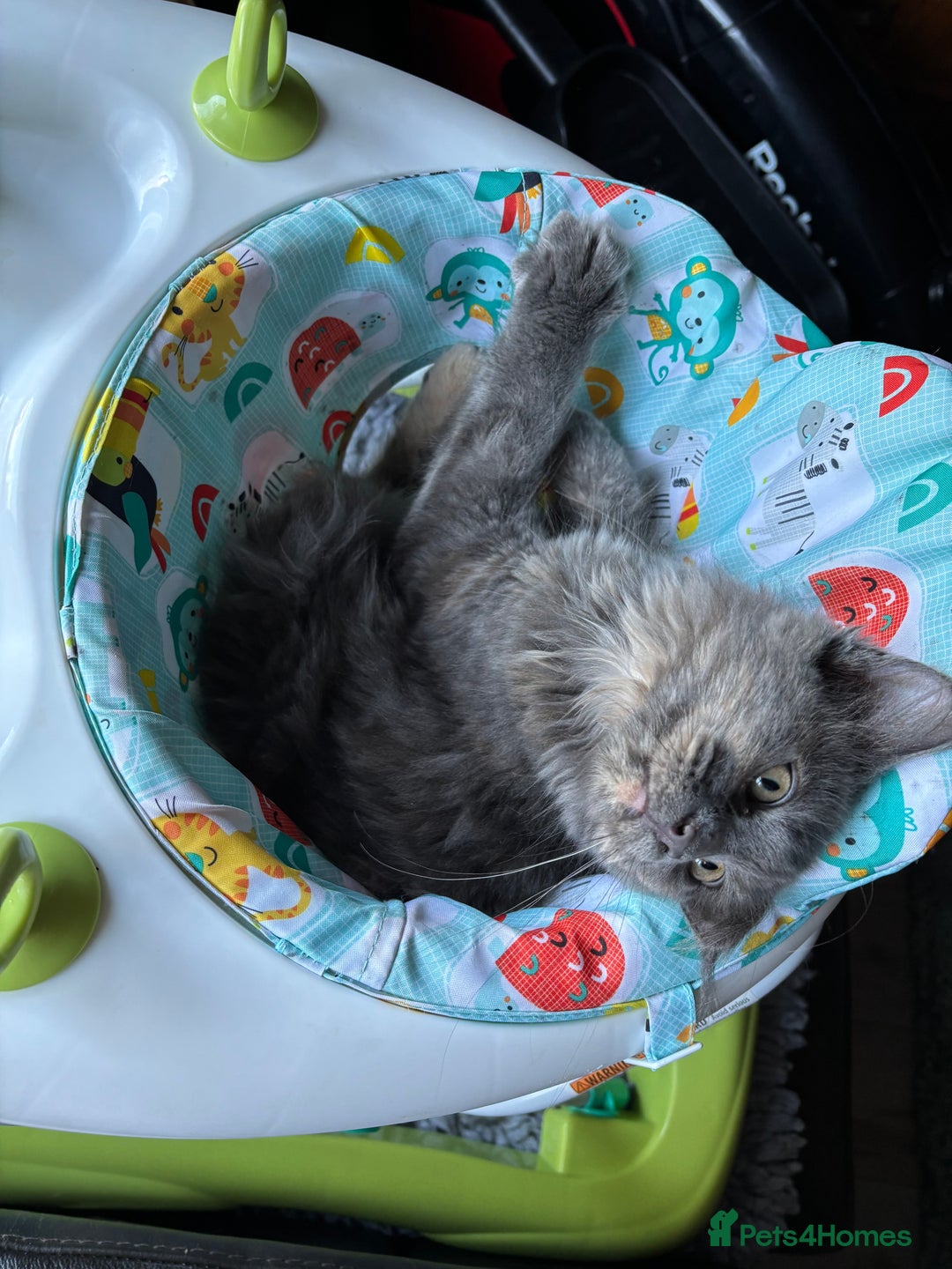 Maine Coon cats for sale: Gccf Maine Coon Girls - Image 4
