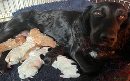 Cockapoo dogs for sale: Time to celebrate 🤩 - Image 8