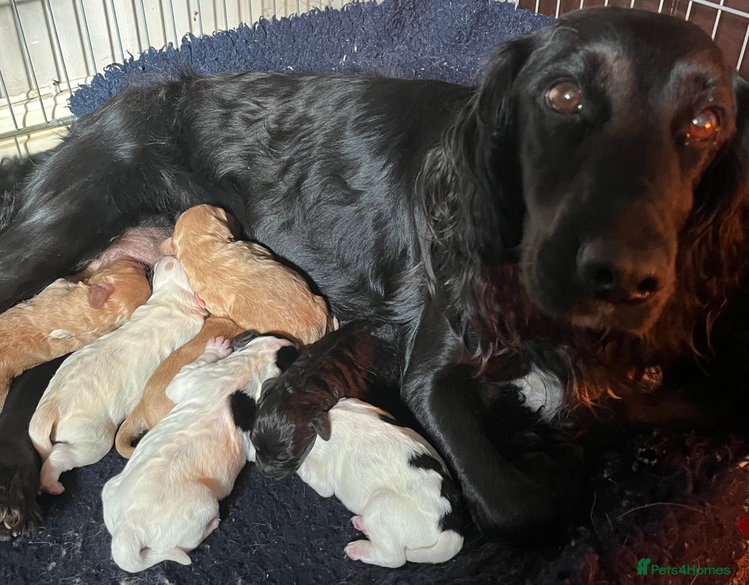 Cockapoo dogs for sale: Time to celebrate 🤩 - Image 8