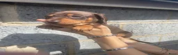 Miniature Dachshund dogs for sale: Beautiful miniature dachshunds  - Advert 5
