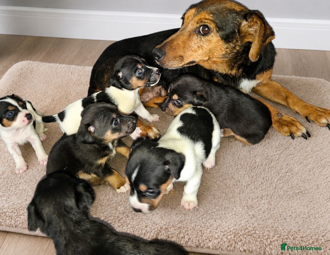 Jack Russell dogs Jack russell puppies  - Advert 1