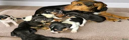 Jack Russell dogs for sale: Jack russell puppies  - Advert 1