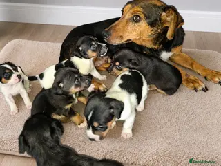 Jack Russell dogs Jack russell puppies - Advert 1