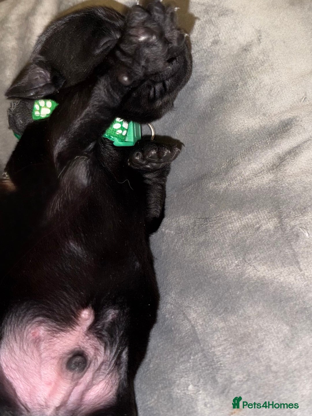 Labrador Retriever dogs for sale: Labrador X Boxerdore puppies  - Advert 23