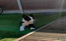 Border Collie dogs for sale: Dog for rehoming - Image 5