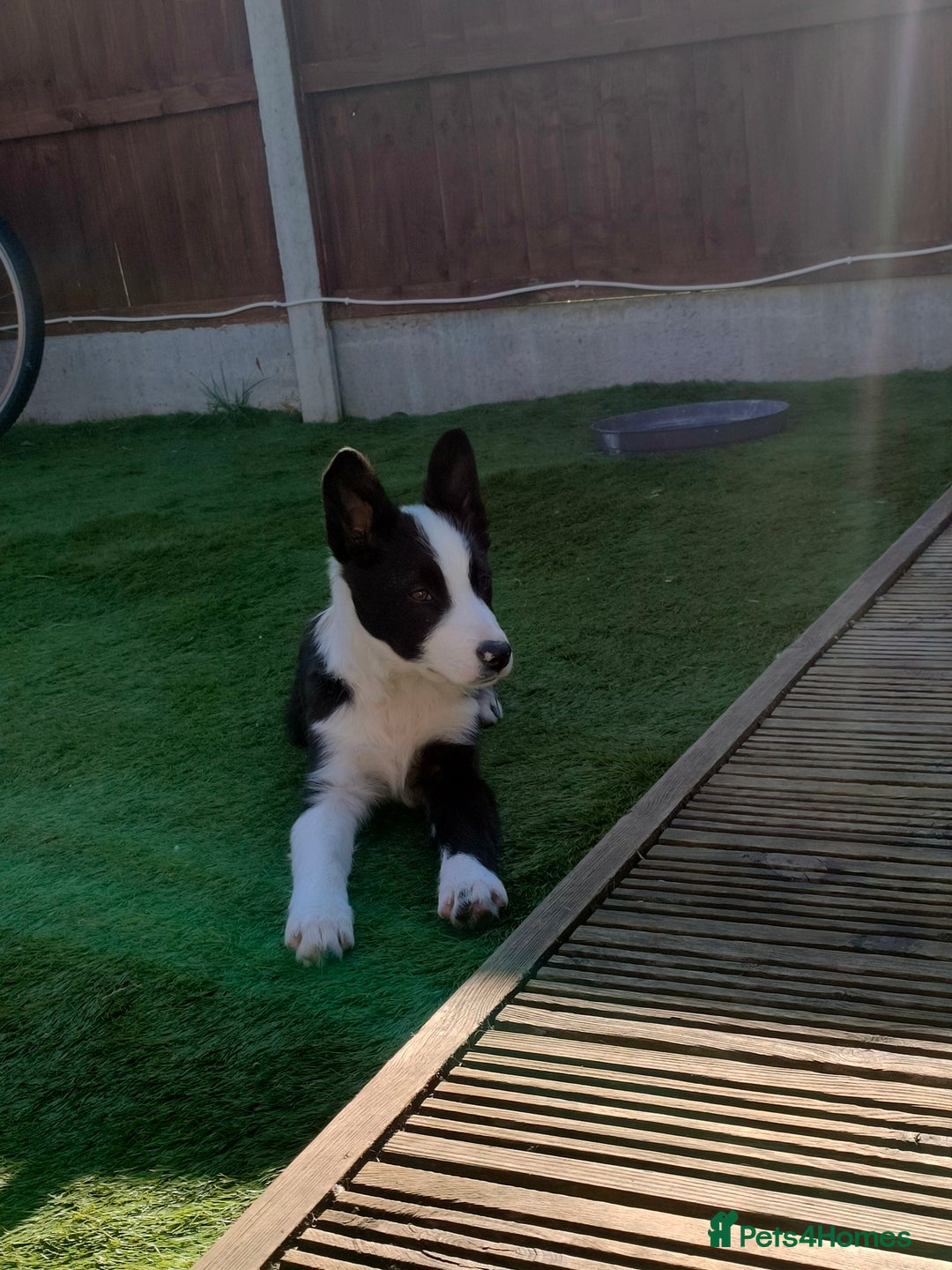 Border Collie dogs for sale: Dog for rehoming - Image 5
