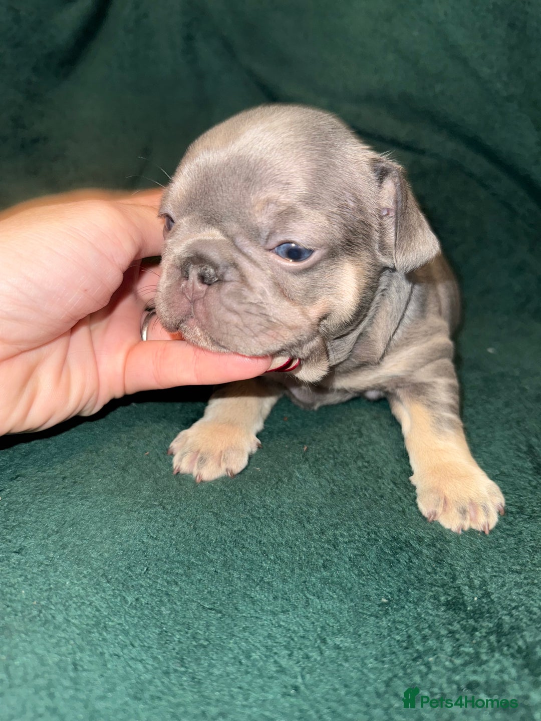 French Bulldog dogs for sale: Exclusive French Bulldog Puppies - Advert 11