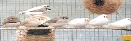 Finches birds for sale: Zebra finch - breeding adult and babies - Advert 2
