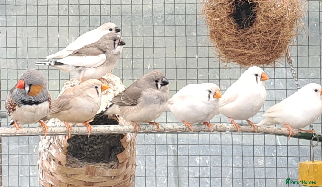 Finches birds for sale: Zebra finch - breeding adult and babies - Advert 2
