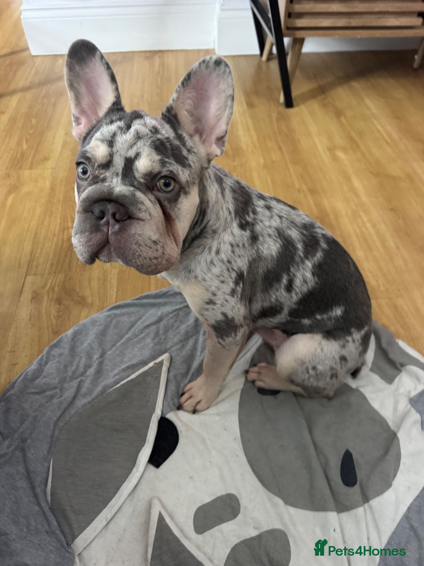 French Bulldog dogs For sale - Advert 2