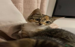 British Longhair cats for sale: 2 ADORABLE FLUFFY BRITISH LONGHAIR KITTENS LEFT!!! - Image 30