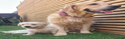 Golden Retriever dogs for sale: 5* Golden Retriver puppies - Advert 5