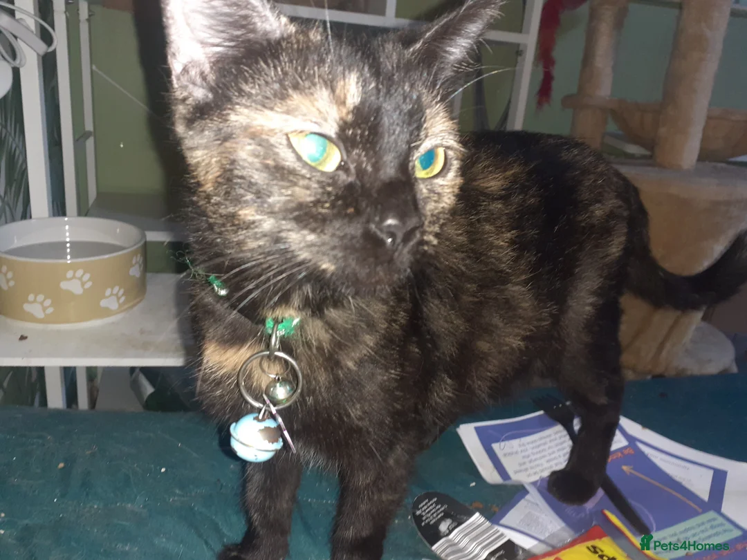 Domestic Shorthair cats for adoption: Young female tortoishell cat neutered vaccinated, - Advert 1