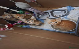 Mixed Breed cats for sale: 4 BEAUTIFUL KITTENS  - Image 12