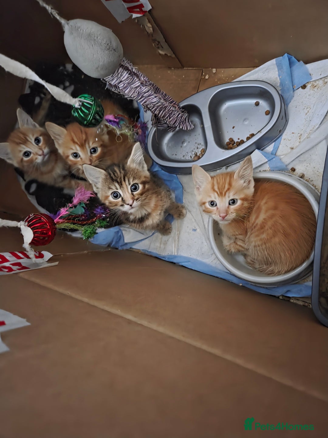 Mixed Breed cats for sale: 4 BEAUTIFUL KITTENS  - Image 12