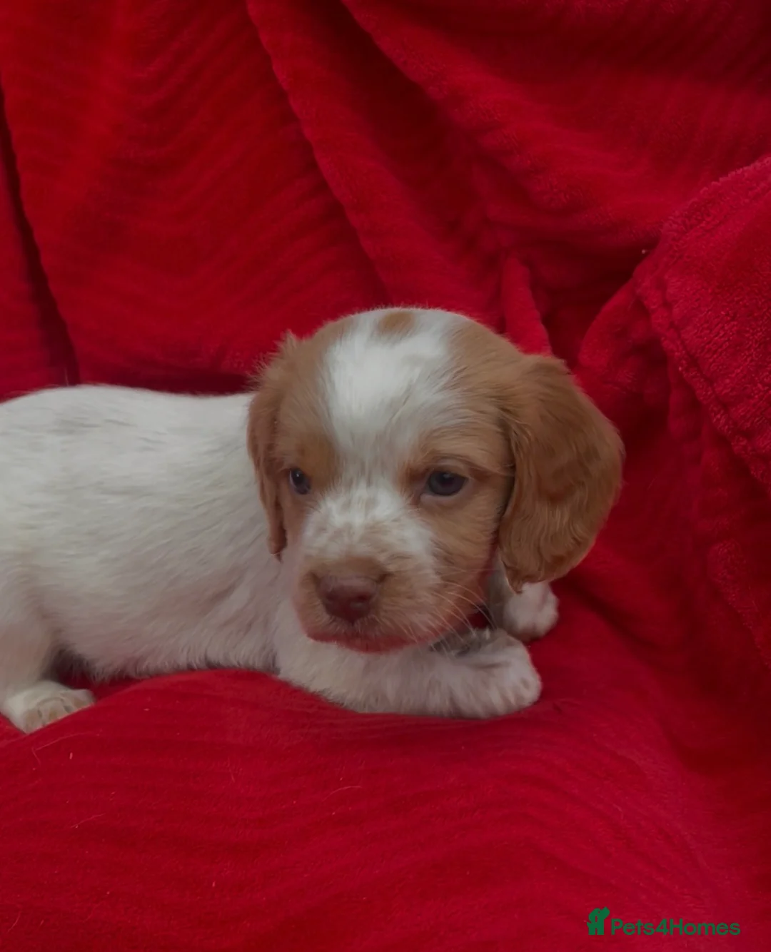 Cocker Spaniel dogs for sale: Cocker spaniel pups - Advert 1