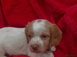 Cocker Spaniel dogs Cocker spaniel pups - Advert 1