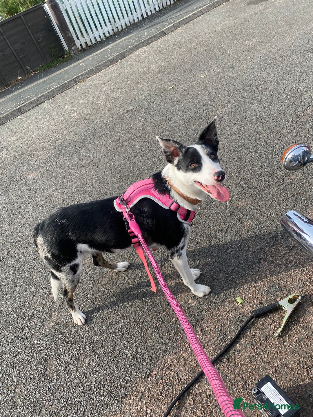 Border Collie dogs for sale: Beautiful female border collie  - Image 1