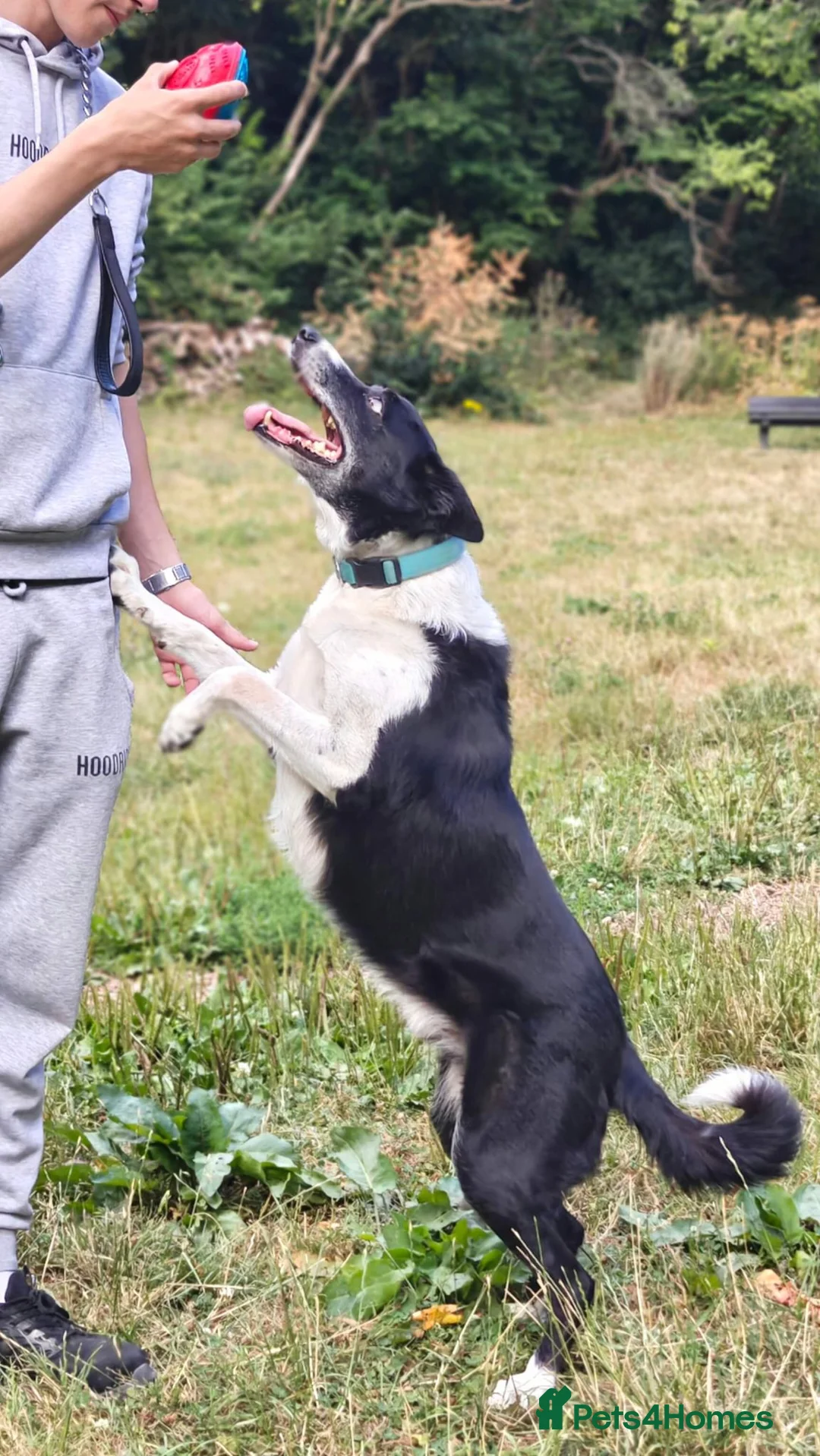 Border Collie dogs for adoption: Meet Max, looking for a new family or foster home - Advert 1