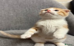 Mixed Breed cats for sale: Scottish fold mix ready to go from today. - Image 5