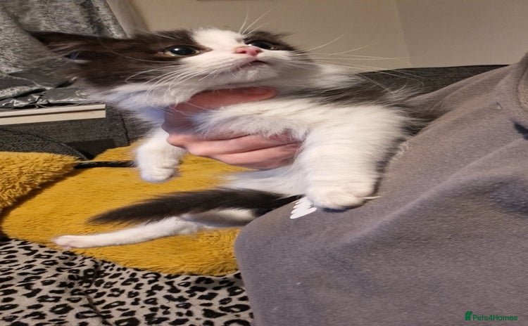 Mixed Breed cats - Advert 14