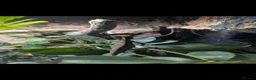 Lizard reptiles for sale: Gonocephalus kuhlii (angle head lizard) with full  in Eastbourne - Advert 3