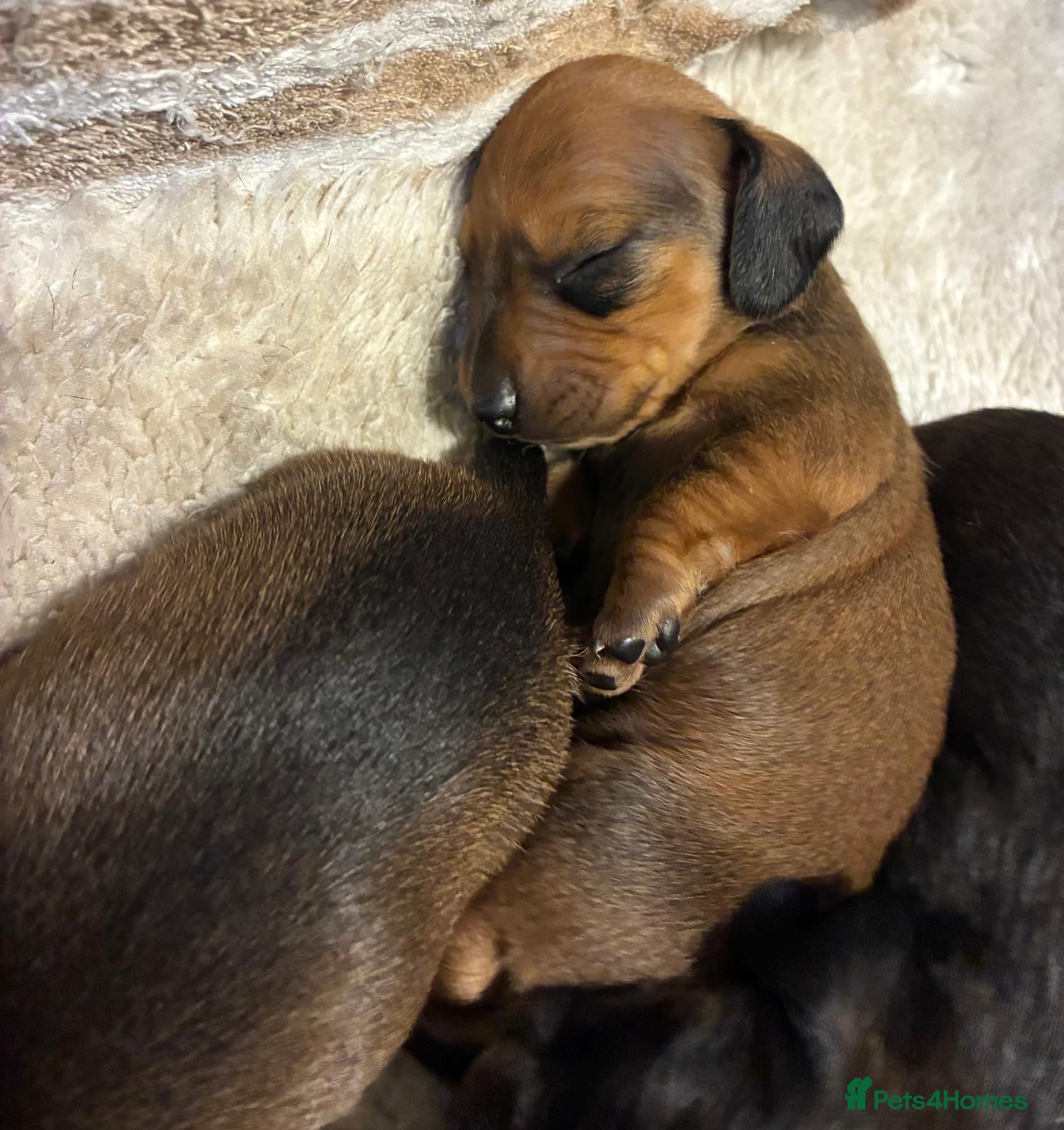 Dachshund dogs for sale: Miniature dachshunds  - Advert 9