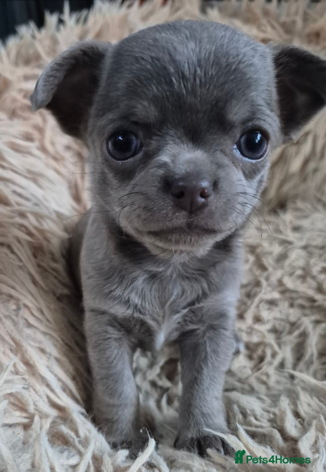 Chihuahua dogs for stud: KC lilac stud in Dagenham - Advert 22