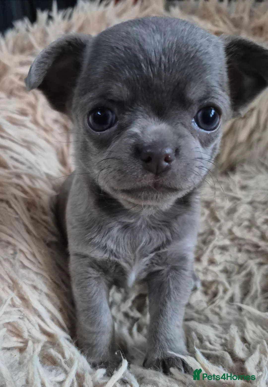 Chihuahua dogs for stud: KC lilac stud in Dagenham - Advert 22