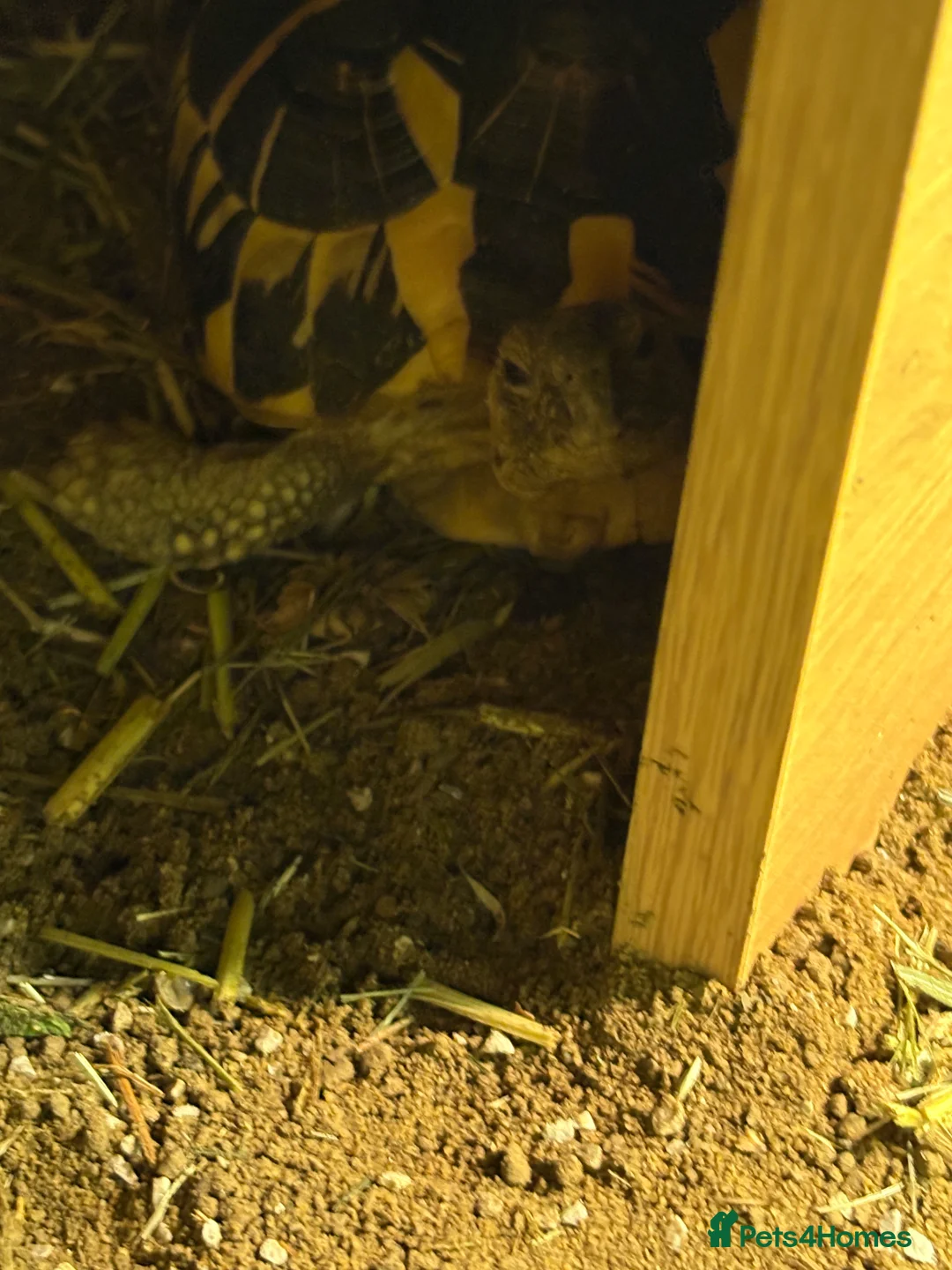 Tortoise reptiles for sale: Herman tortoise - Advert 2