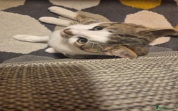 Mixed Breed cats for sale: Two inseparable kittens  - Image 3