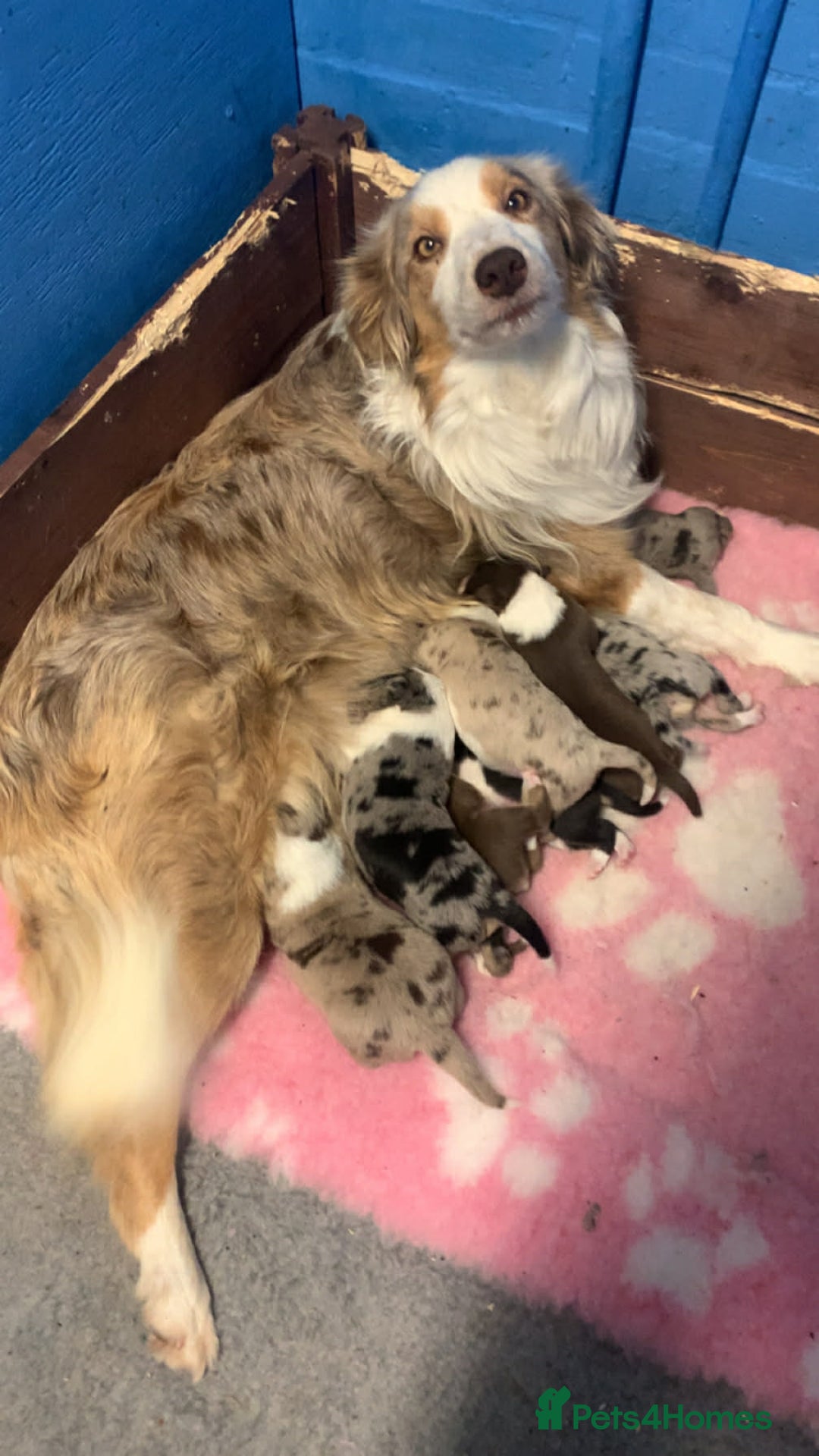 Border Collie dogs for sale: Pure border collie puppies - Advert 1