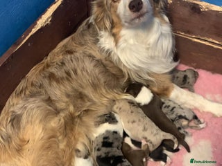 Border Collie dogs Pure border collie puppies - Advert 1