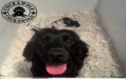 Cockapoo dogs for sale:  PRICE REDUCED: Quality F1 Black Cockapoo Puppies  - Image 5