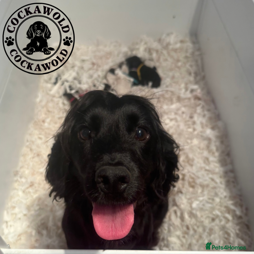 Cockapoo dogs for sale:  PRICE REDUCED: Quality F1 Black Cockapoo Puppies  - Image 5