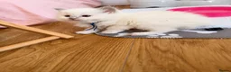 Ragdoll cats for sale: Exquisite Ragdoll litter   - Advert 15